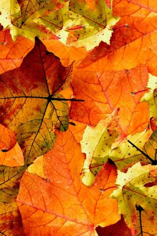 Осенние листья картинки на телефон - самые красивые и прикольные 10