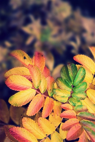 Осенние листья картинки на телефон - самые красивые и прикольные 11