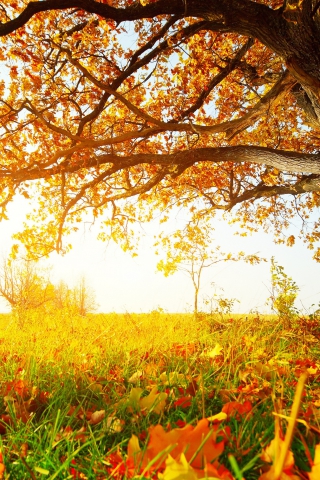 Осенние листья картинки на телефон - самые красивые и прикольные 14