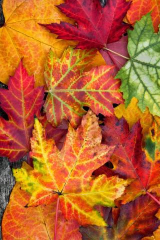 Осенние листья картинки на телефон - самые красивые и прикольные 16