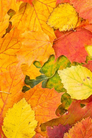Осенние листья картинки на телефон - самые красивые и прикольные 17