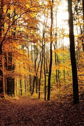 Осенние листья картинки на телефон - самые красивые и прикольные 18