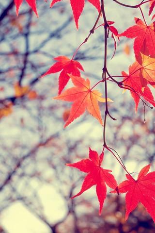 Осенние листья картинки на телефон - самые красивые и прикольные 20