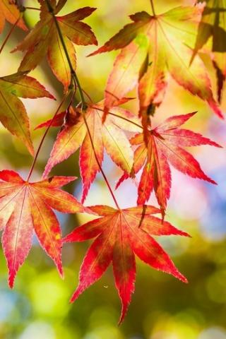 Осенние листья картинки на телефон - самые красивые и прикольные 22