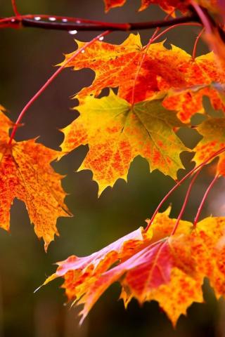 Осенние листья картинки на телефон - самые красивые и прикольные 4