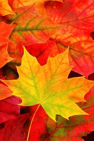 Осенние листья картинки на телефон - самые красивые и прикольные 7