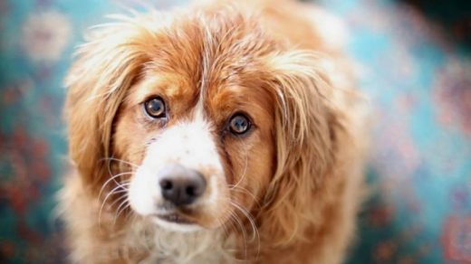 Щенки и собаки с красивыми глазами - удивительные фотографии 8