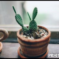 Как правильно пересаживать кактусы - полезные советы и способы 1
