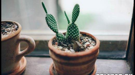 Как правильно пересаживать кактусы - полезные советы и способы 1