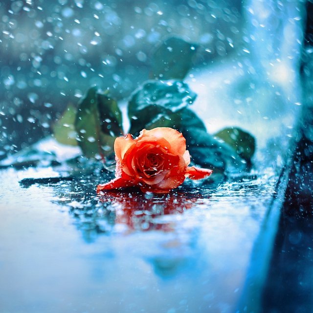 Картинки и фотки на аву розы красивые - подборка аватарок 1