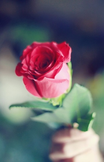 Картинки и фотки на аву розы красивые - подборка аватарок 7
