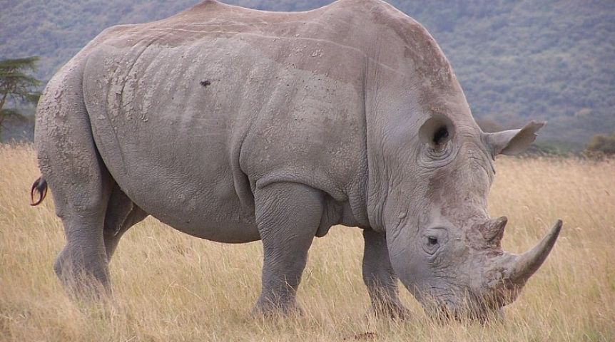 Красивые и прикольные картинки белого носорога - подборка 10