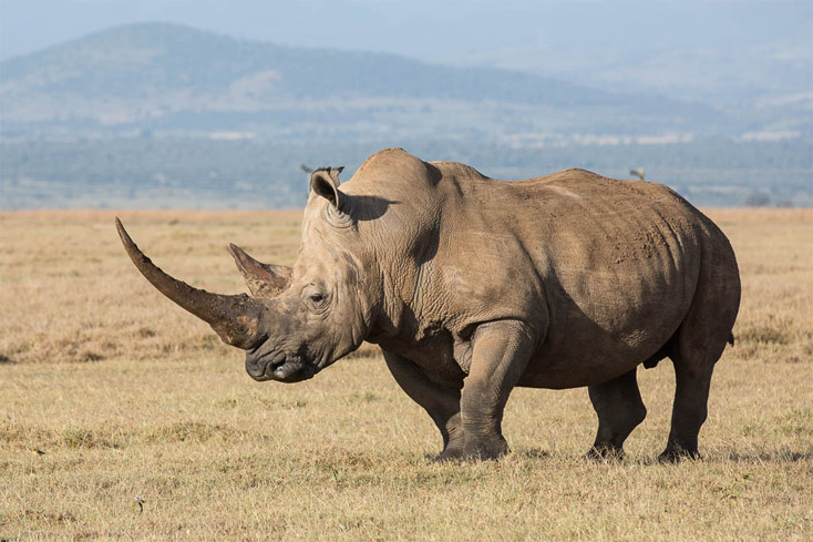 Красивые и прикольные картинки белого носорога - подборка 11