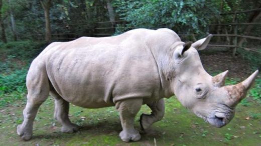 Красивые и прикольные картинки белого носорога - подборка 14