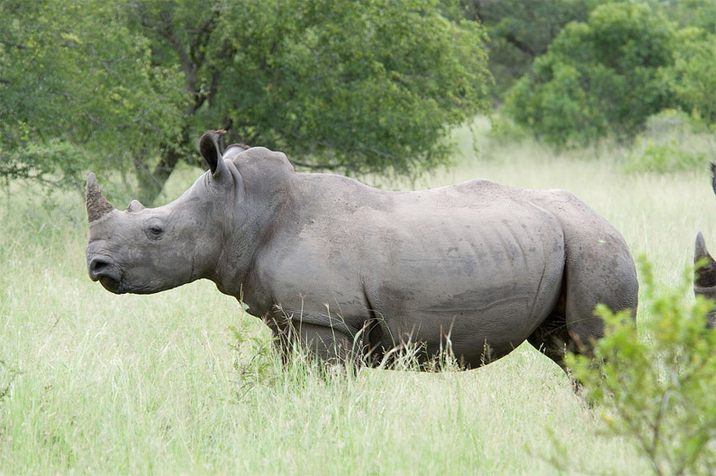 Красивые и прикольные картинки белого носорога - подборка 3