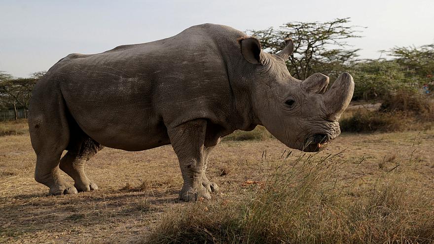 Красивые и прикольные картинки белого носорога - подборка 4