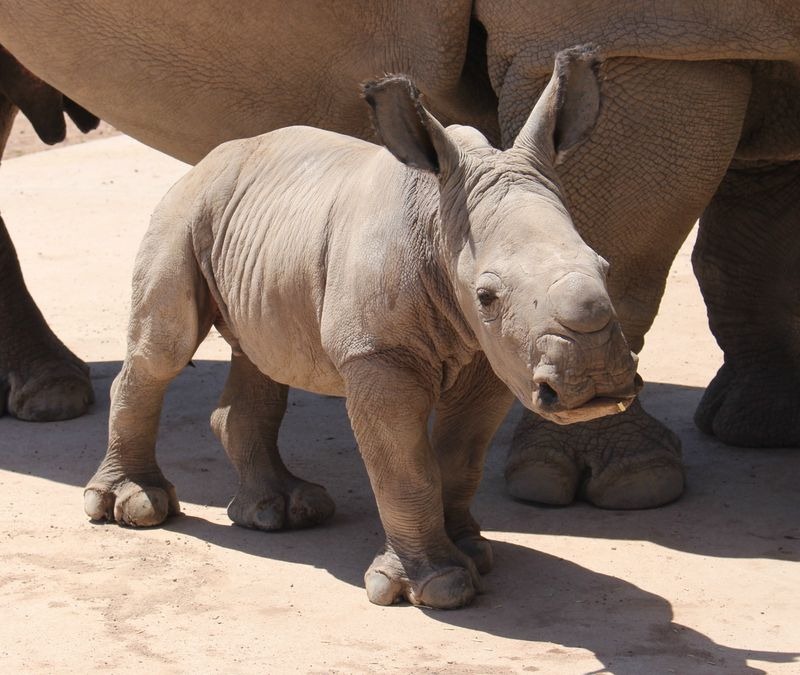 Красивые и прикольные картинки белого носорога - подборка 6