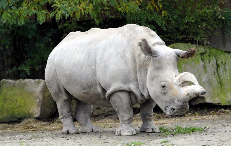 Красивые и прикольные картинки белого носорога - подборка 8