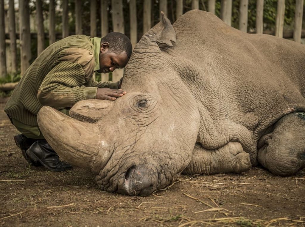 Красивые и прикольные картинки белого носорога - подборка 9