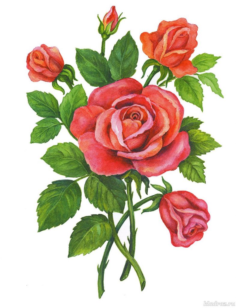 Красивые картинки и рисунки розы для детей - прикольная подборка 8