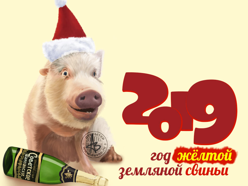 Интересные и прикольные картинки, фото свиньи на Новый год 2019 1
