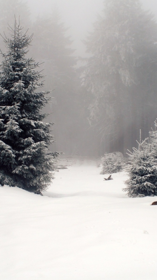 Красивые и красочные картинки зимы на телефон на заставку 16