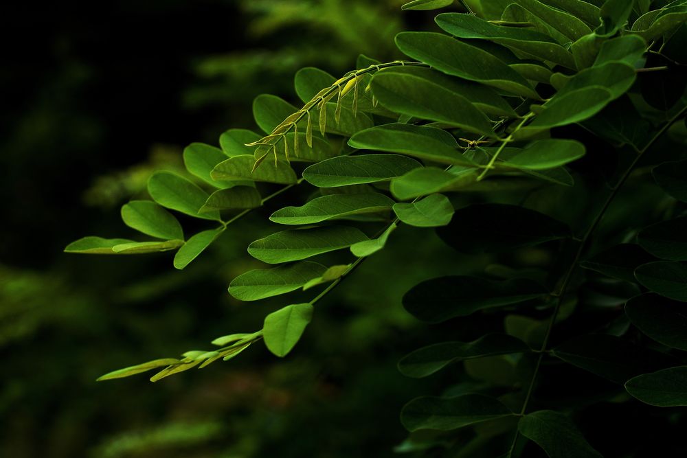 Красивые и невероятные картинки листьев, растений, зелени 5