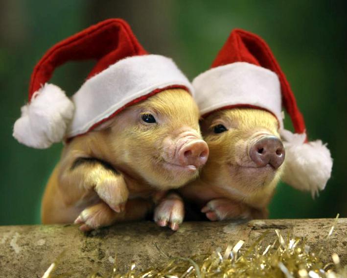 Красивые и прикольные картинки на тему Новогодняя свинья - сборка 10