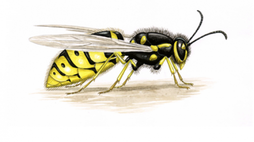 Красивые и прикольные картинки, рисунки осы для детей 10