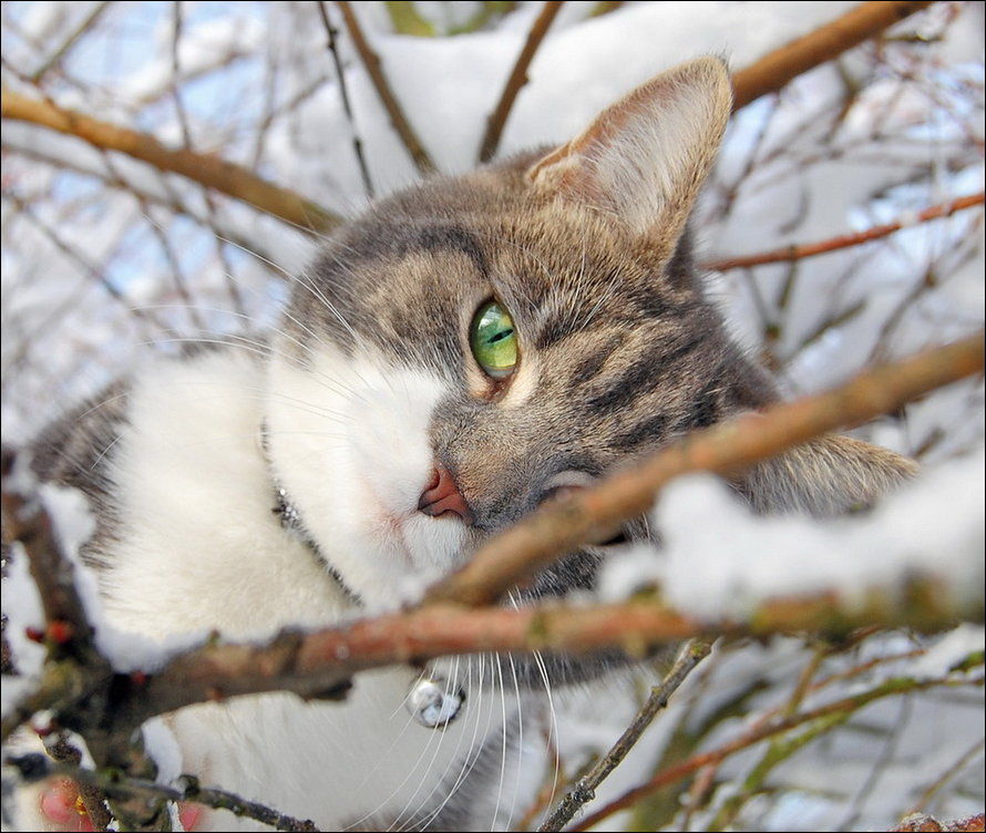 Красивые картинки котиков и кошек зимой в снег и Новый год 1