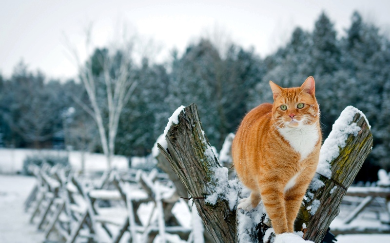Красивые картинки котиков и кошек зимой в снег и Новый год 10