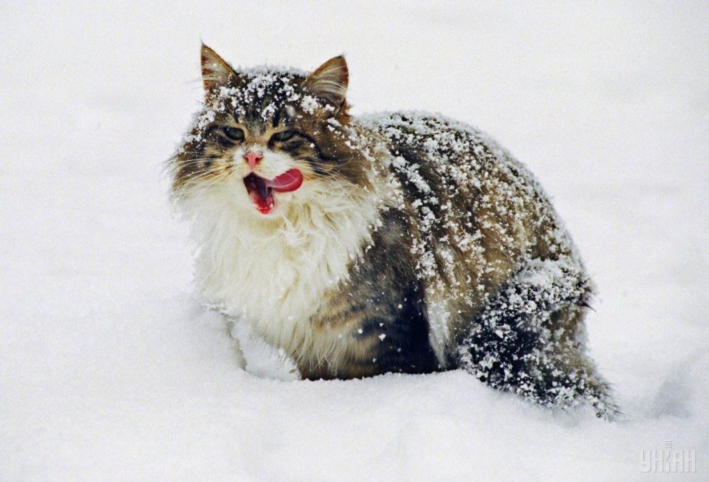 Красивые картинки котиков и кошек зимой в снег и Новый год 11
