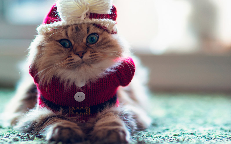 Красивые картинки котиков и кошек зимой в снег и Новый год 13
