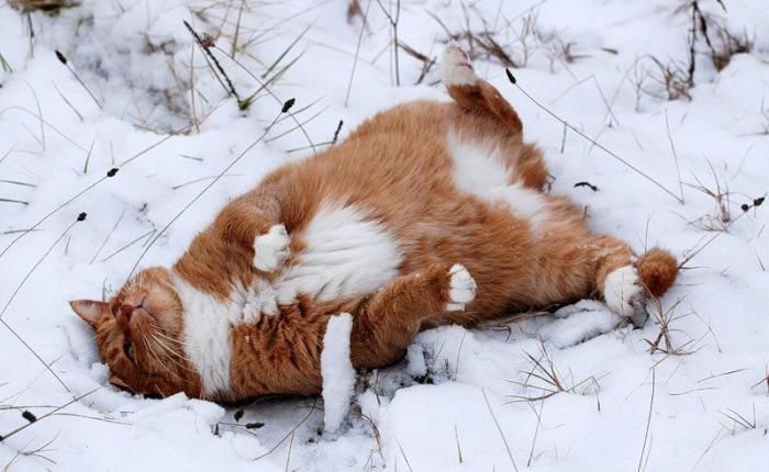 Красивые картинки котиков и кошек зимой в снег и Новый год 14