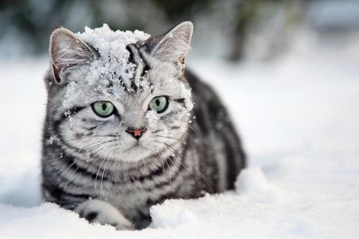 Красивые картинки котиков и кошек зимой в снег и Новый год 15