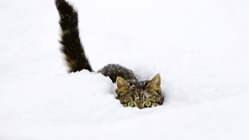 Красивые картинки котиков и кошек зимой в снег и Новый год 16