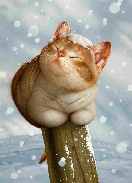 Красивые картинки котиков и кошек зимой в снег и Новый год 17
