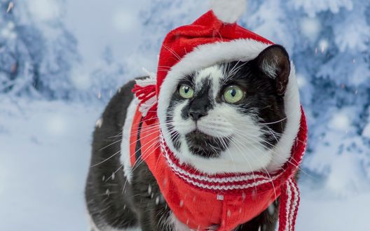 Красивые картинки котиков и кошек зимой в снег и Новый год 18