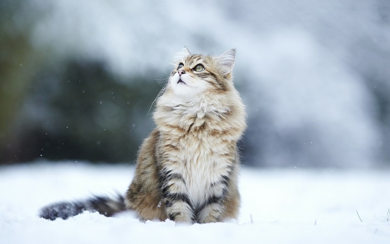 Красивые картинки котиков и кошек зимой в снег и Новый год 19