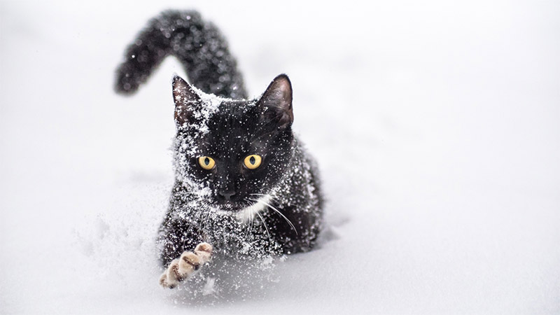 Красивые картинки котиков и кошек зимой в снег и Новый год 2