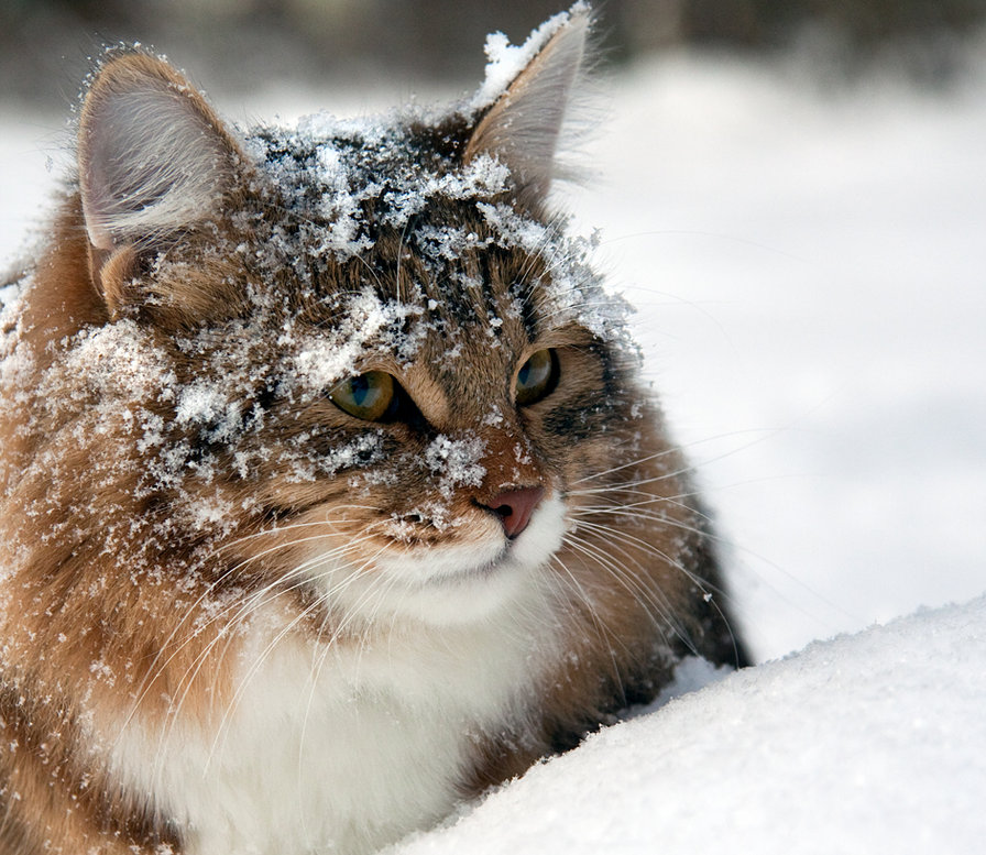 Красивые картинки котиков и кошек зимой в снег и Новый год 20