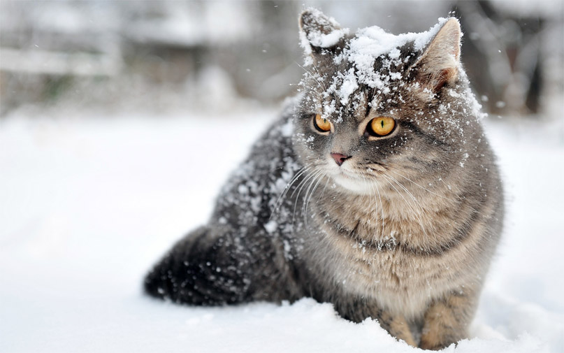 Красивые картинки котиков и кошек зимой в снег и Новый год 21