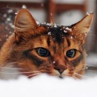 Красивые картинки котиков и кошек зимой в снег и Новый год 22