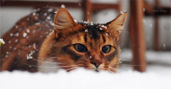 Красивые картинки котиков и кошек зимой в снег и Новый год 22