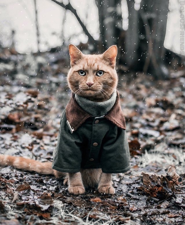 Красивые картинки котиков и кошек зимой в снег и Новый год 3