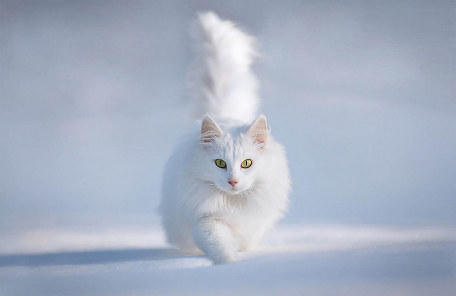 Красивые картинки котиков и кошек зимой в снег и Новый год 4