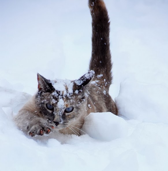 Красивые картинки котиков и кошек зимой в снег и Новый год 5