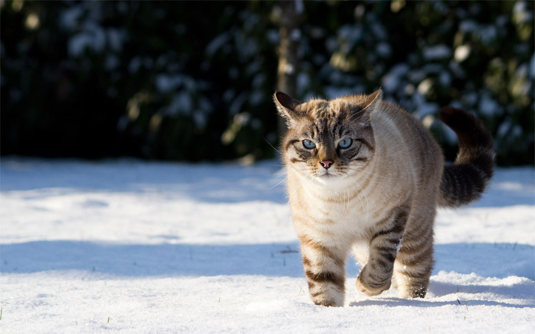 Красивые картинки котиков и кошек зимой в снег и Новый год 6