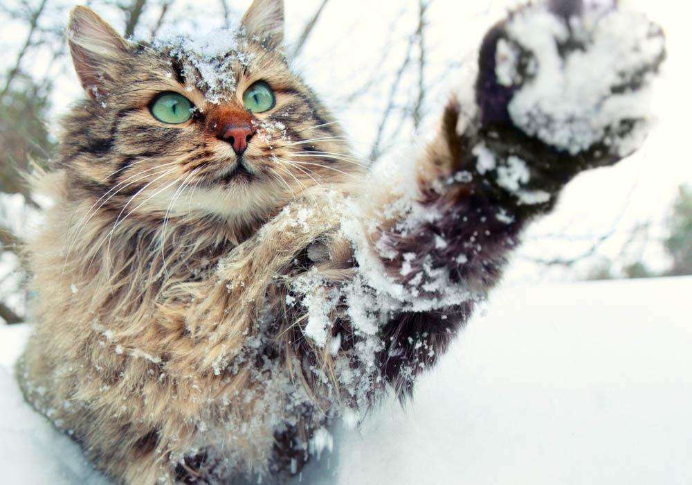 Красивые картинки котиков и кошек зимой в снег и Новый год 7