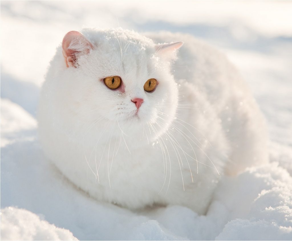 Красивые картинки котиков и кошек зимой в снег и Новый год 8